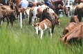 ponypenning_072810_189