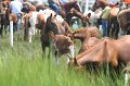 ponypenning_072810_190