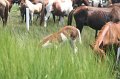 ponypenning_072810_191