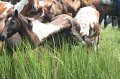 ponypenning_072810_192