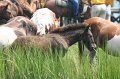 ponypenning_072810_193