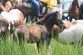 ponypenning_072810_194