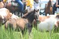 ponypenning_072810_195