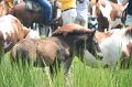 ponypenning_072810_196