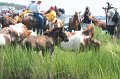 ponypenning_072810_197