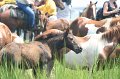 ponypenning_072810_198