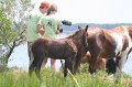 ponypenning_072810_199