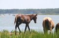 ponypenning_072810_201