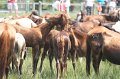 ponypenning_072810_202