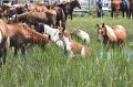 ponypenning_072810_203