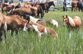 ponypenning_072810_204