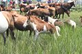 ponypenning_072810_205