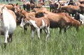 ponypenning_072810_206