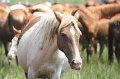 ponypenning_072810_207