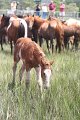 ponypenning_072810_209