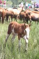 ponypenning_072810_210