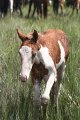 ponypenning_072810_211