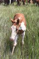 ponypenning_072810_212