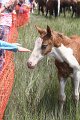 ponypenning_072810_213