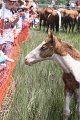 ponypenning_072810_214