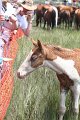 ponypenning_072810_215