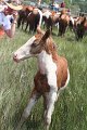 ponypenning_072810_217