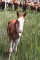ponypenning_072810_218