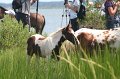 ponypenning_072810_219