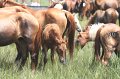 ponypenning_072810_220