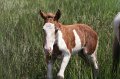ponypenning_072810_222