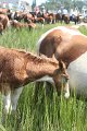 ponypenning_072810_223