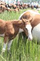 ponypenning_072810_224