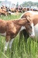 ponypenning_072810_225