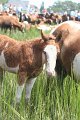 ponypenning_072810_226