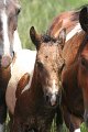 ponypenning_072810_229