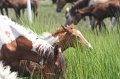 ponypenning_072810_232