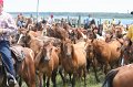 ponypenning_072810_244