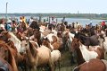 ponypenning_072810_245