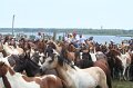 ponypenning_072810_248