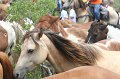 ponypenning_072810_250