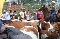 ponypenning_072810_253