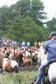 ponypenning_072810_262