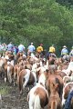 ponypenning_072810_264