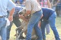 ponypenning_072810_356