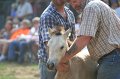 ponypenning_072810_361