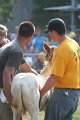 ponypenning_072810_372