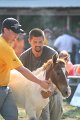 ponypenning_072810_376
