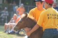 ponypenning_072810_386