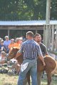 ponypenning_072810_410