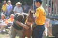 ponypenning_072810_437